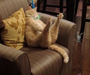 FunnyCatSite