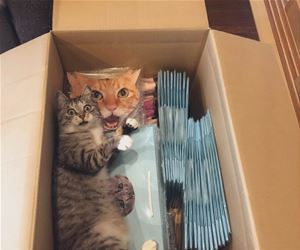 FunnyCatSite