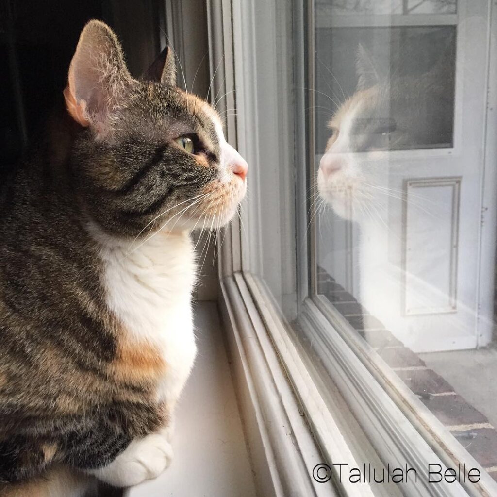 Window, window on the wall, who’s the fairest of them all?