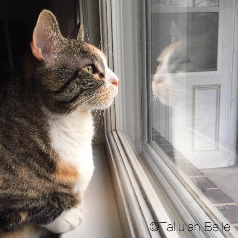 Window, window on the wall, who’s the fairest of them all?