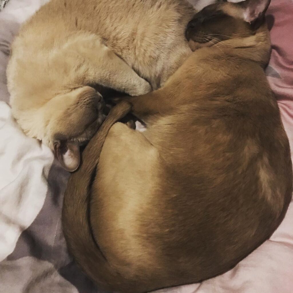 Ying and yang Belle and Boo