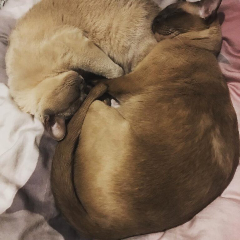 Ying and yang Belle and Boo