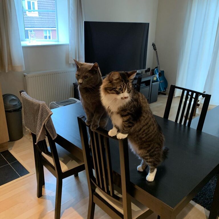 You check to the left, I’ll check to the right any sight of food make