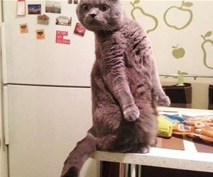 FunnyCatSite