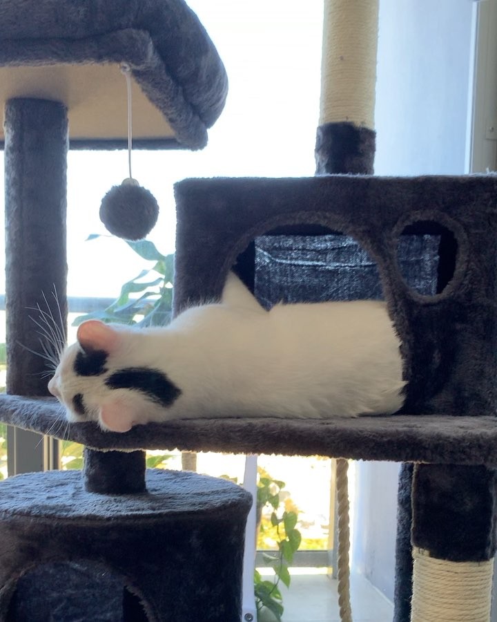 Big new cat tree! • • • • • #猫 #ねこ #고양이 #ねこ部 #ネコ