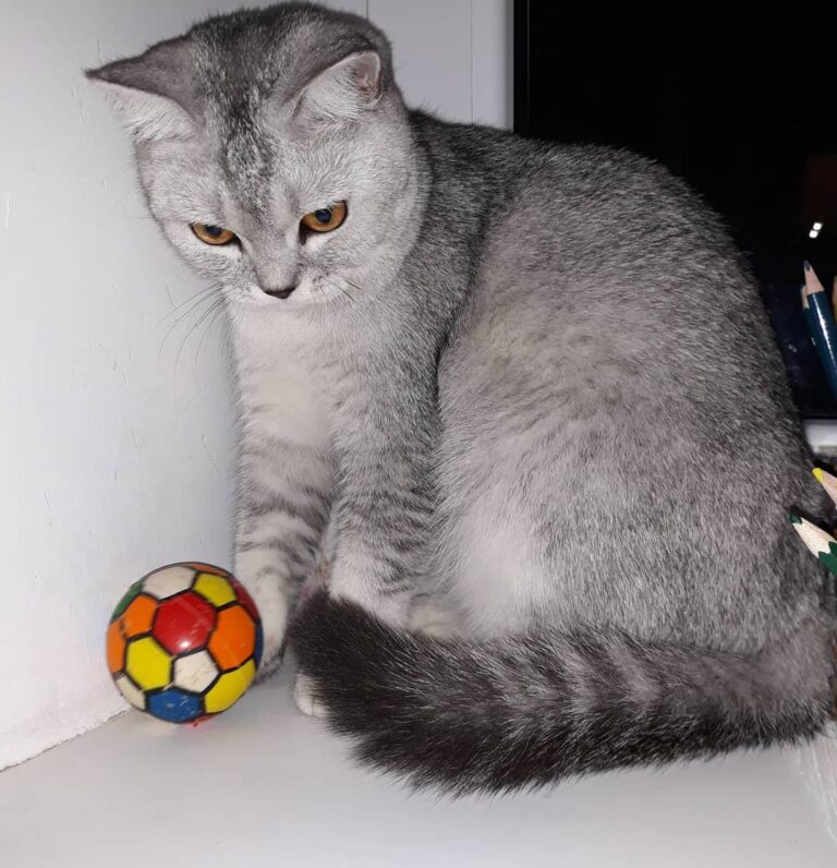 Cute Cat Moment