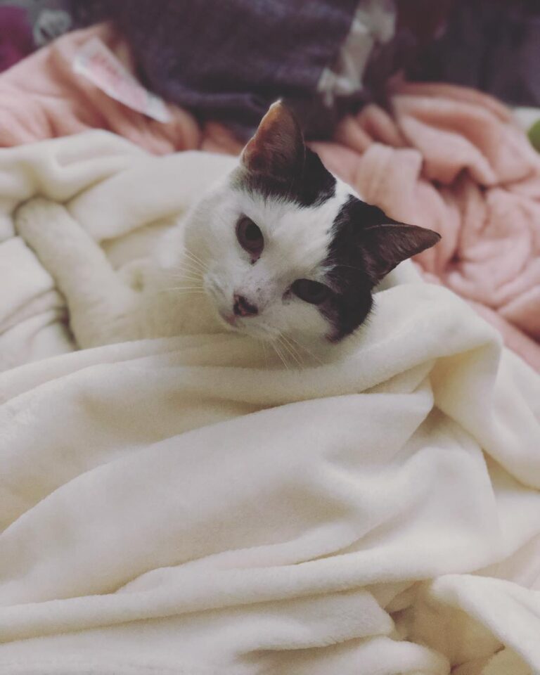 Saturday night snuggles