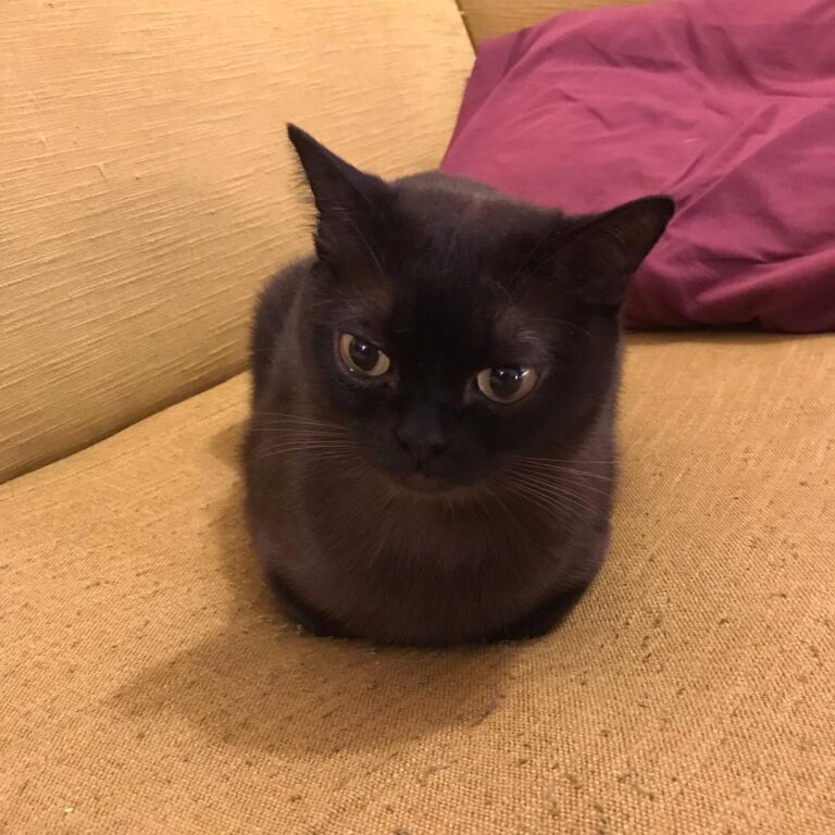 Cute Cat Moment