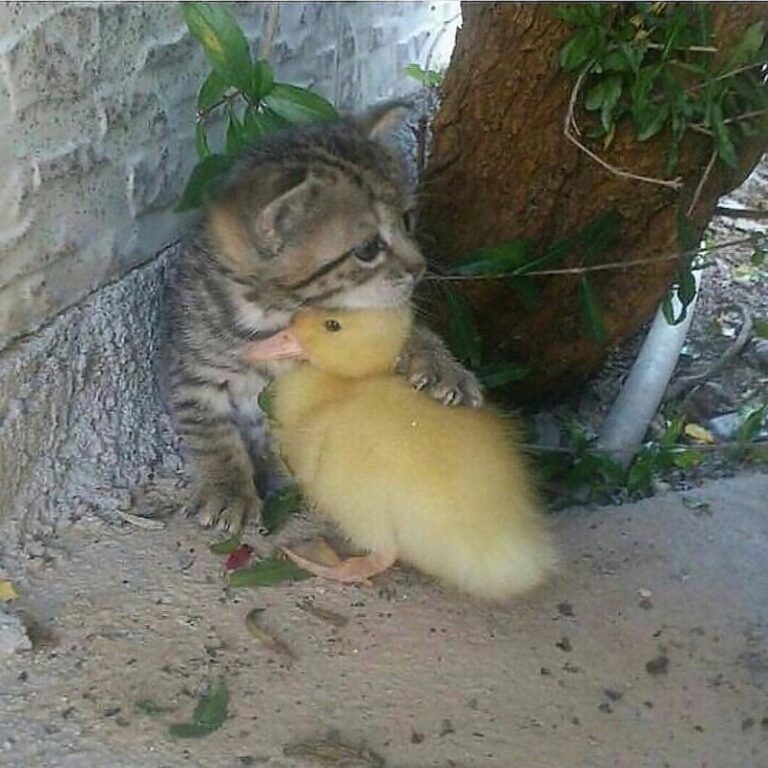 From KevlarYarmulke | Reddit “Kitten and duckling”