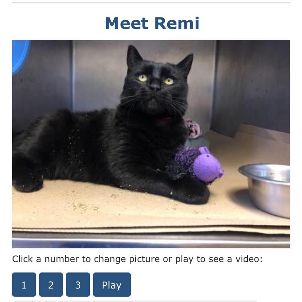 My girl remi is available!!!! she is amazing! she’s 10 & the best cat