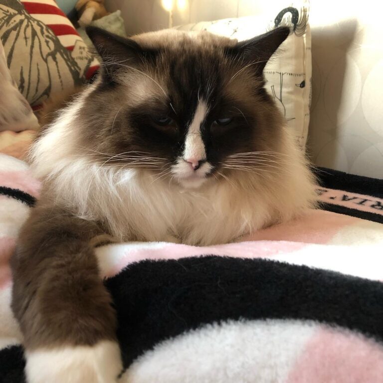 Cute Cat Moment