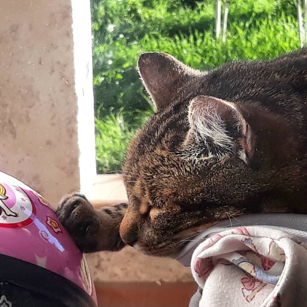 …solo un fellino può essere così delicato