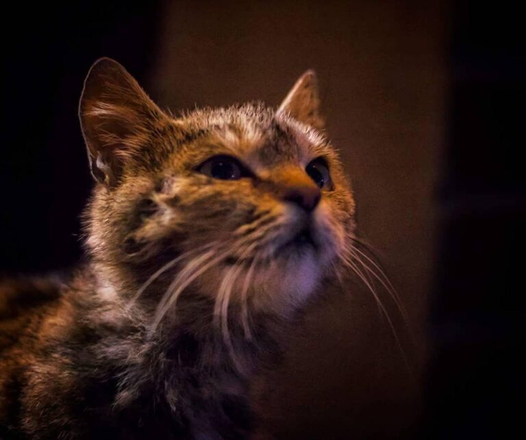 Cute Cat Moment