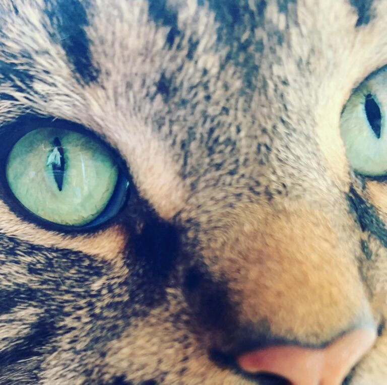 選手権 meow