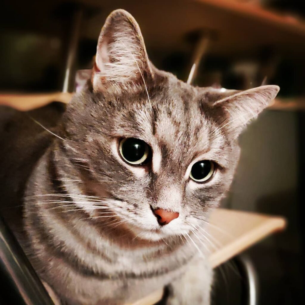 #котфилимон #инстакот #котограм #кошачьяжизнь #котофей #кот #серыйкот