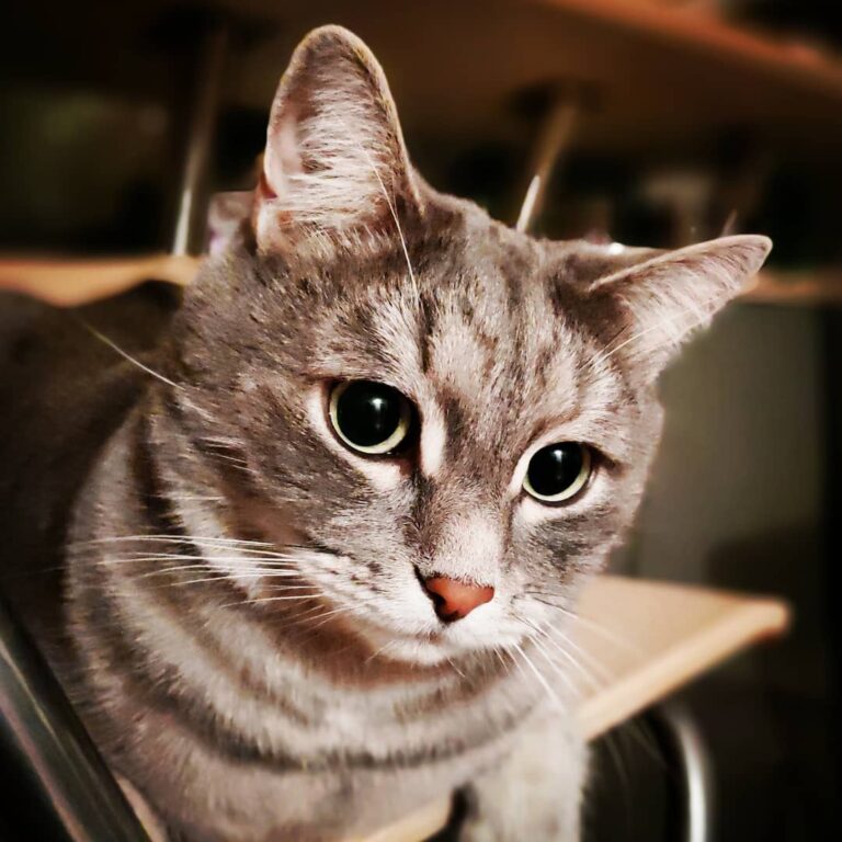 #котфилимон #инстакот #котограм #кошачьяжизнь #котофей #кот #серыйкот