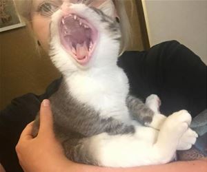 FunnyCatSite