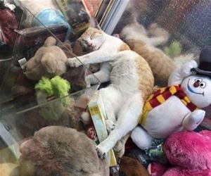 FunnyCatSite