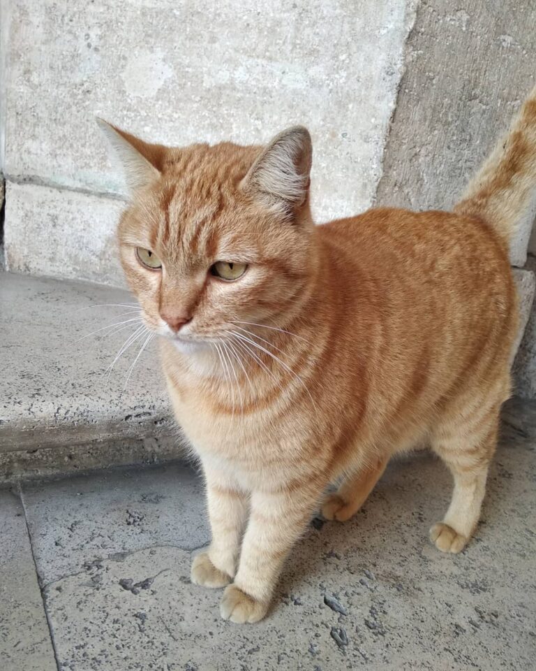 Adorable gatti in Palazzo Barberini