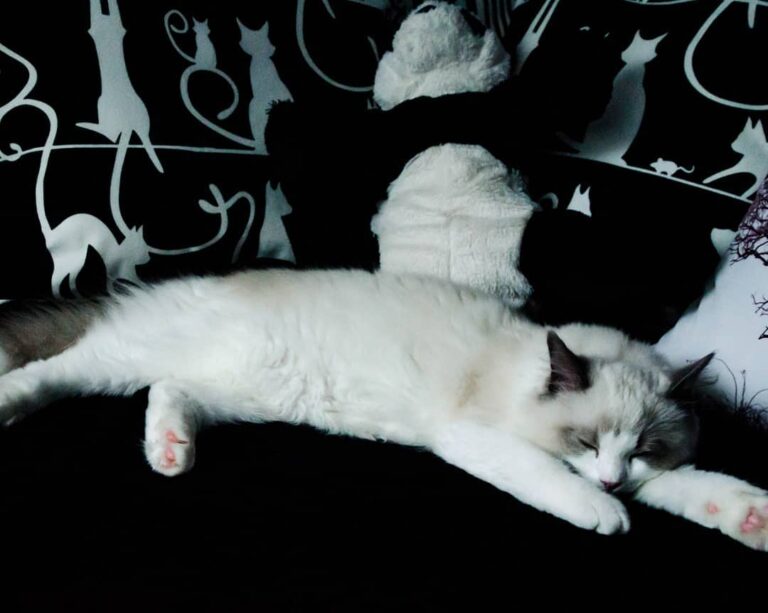 After busy day in the window… Nap time