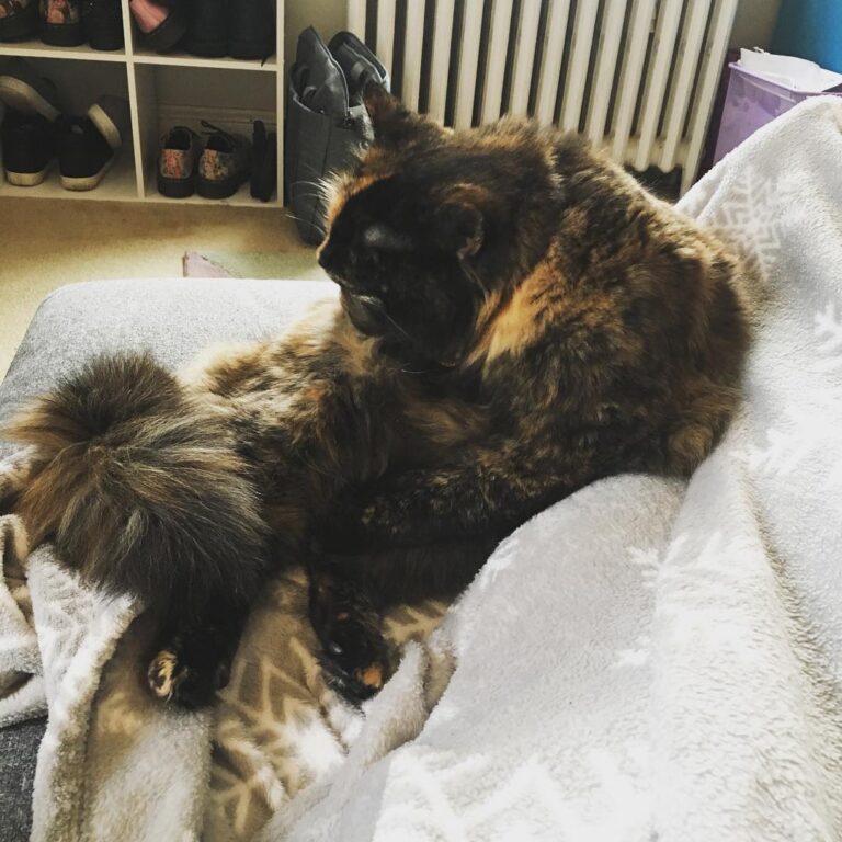 All this fluff doesn’t take care of itself