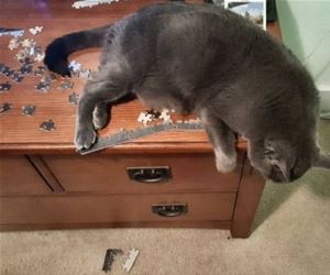 FunnyCatSite