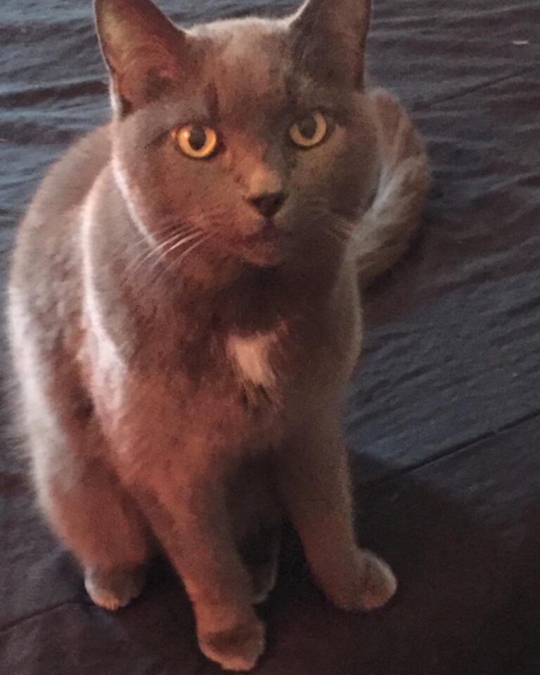 Cute Cat Moment