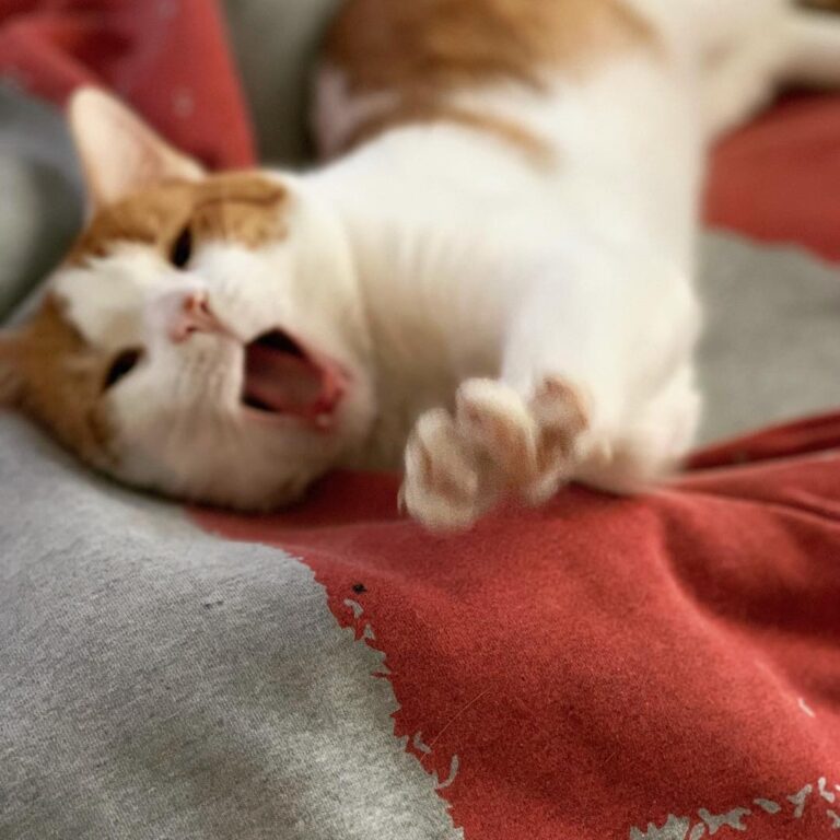 Another picture of my sleepy boy