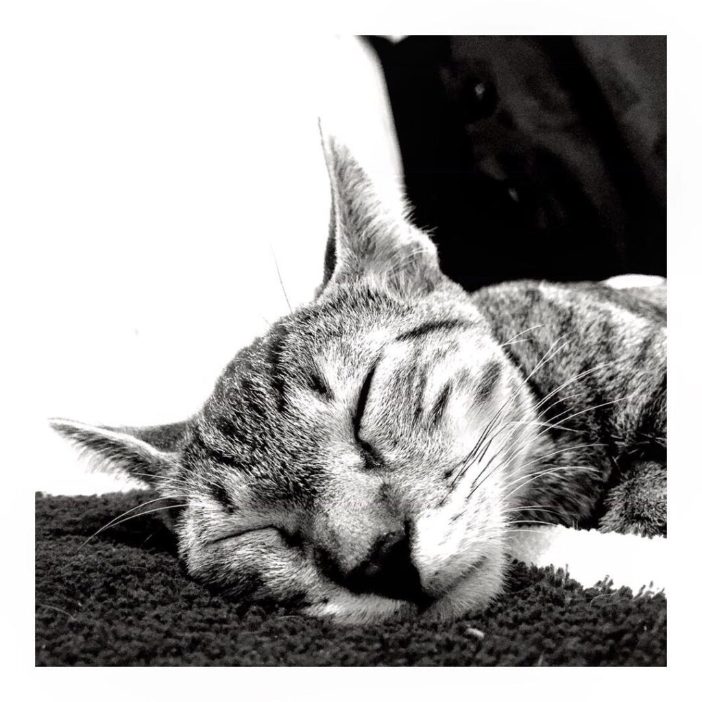 Aquí pareciendo un gatito salvaje…La verdad no estaba durmiendo,