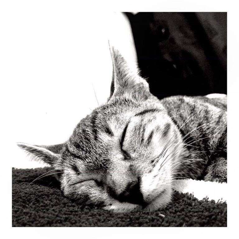 Aquí pareciendo un gatito salvaje…La verdad no estaba durmiendo,