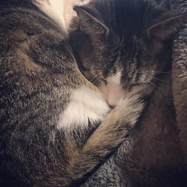 Aslan says it is a good day to sleep on his favorite blanket while