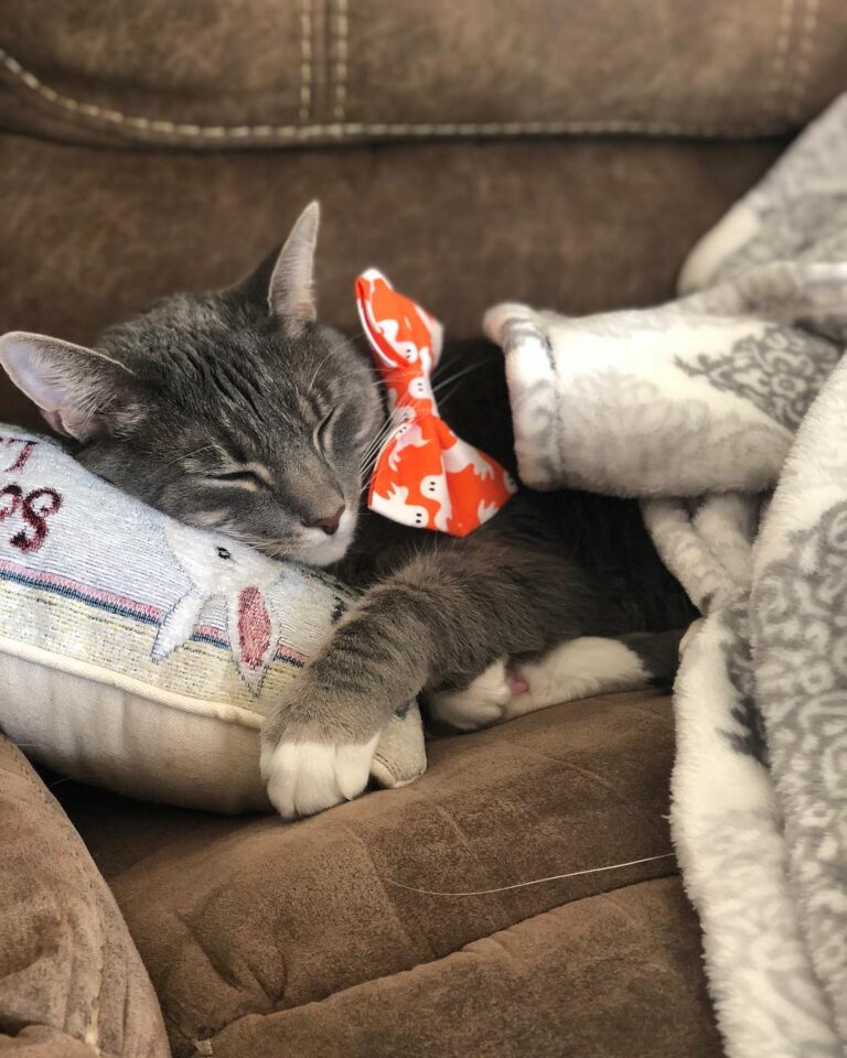 Awww I’m still gushing over this picture of Minnow in his Halloween