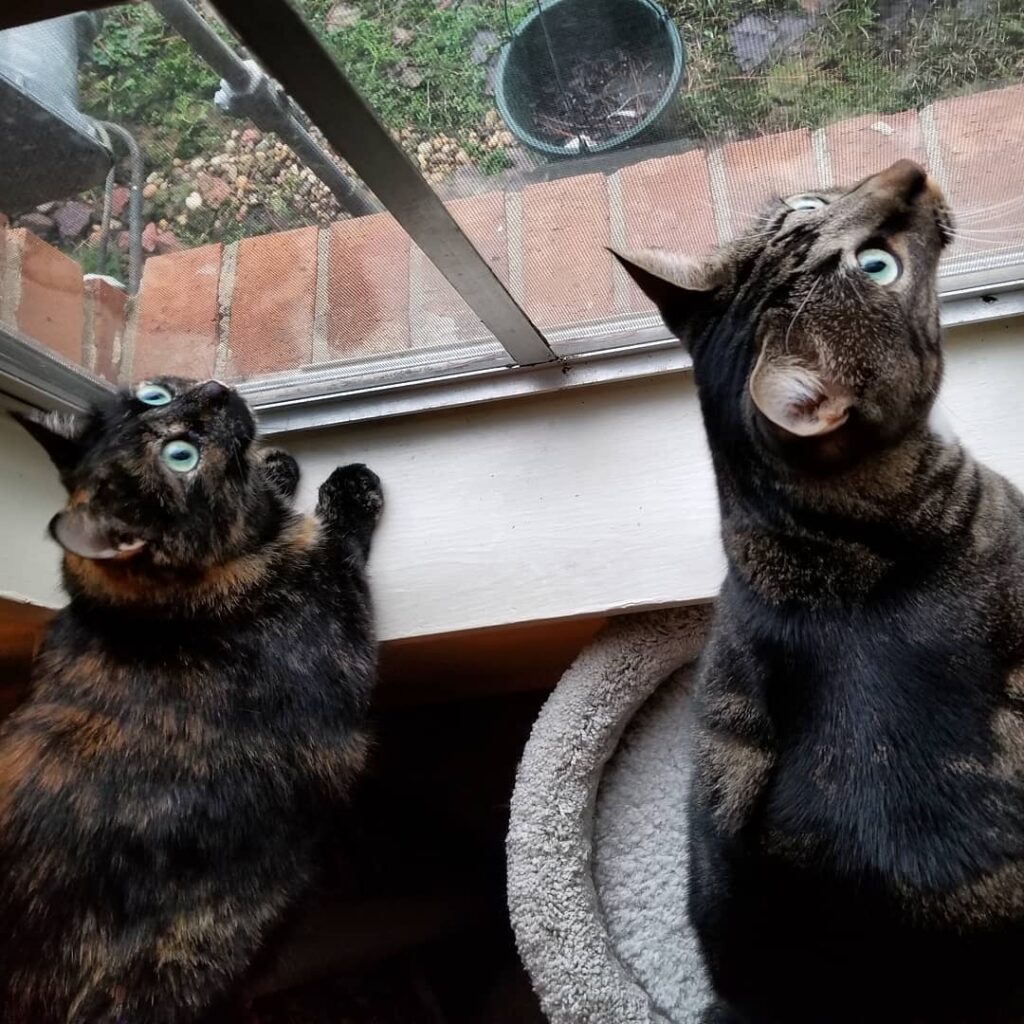 Birds bring these two together.