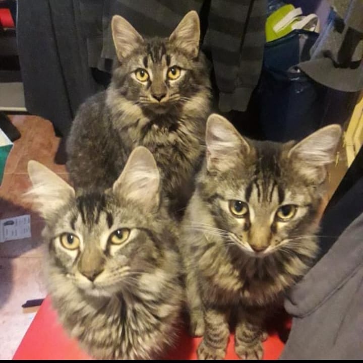 ~Brownie~~Timmy~ ~Max~ • • • • •