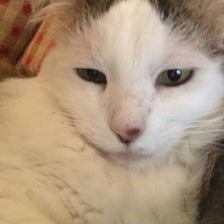 Caturday Selfie