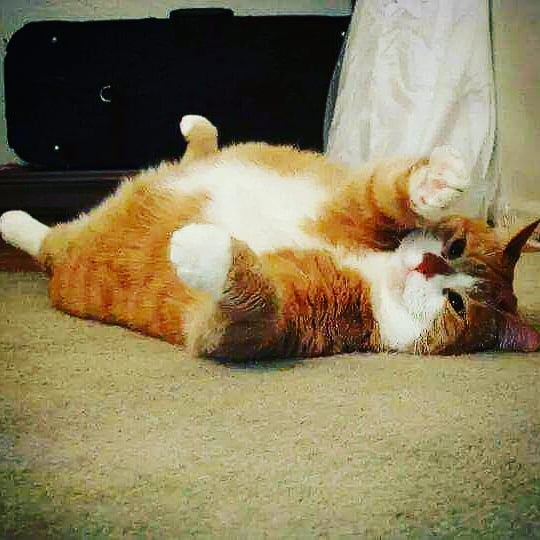 Caturday stretch