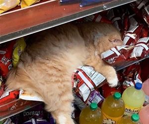 FunnyCatSite