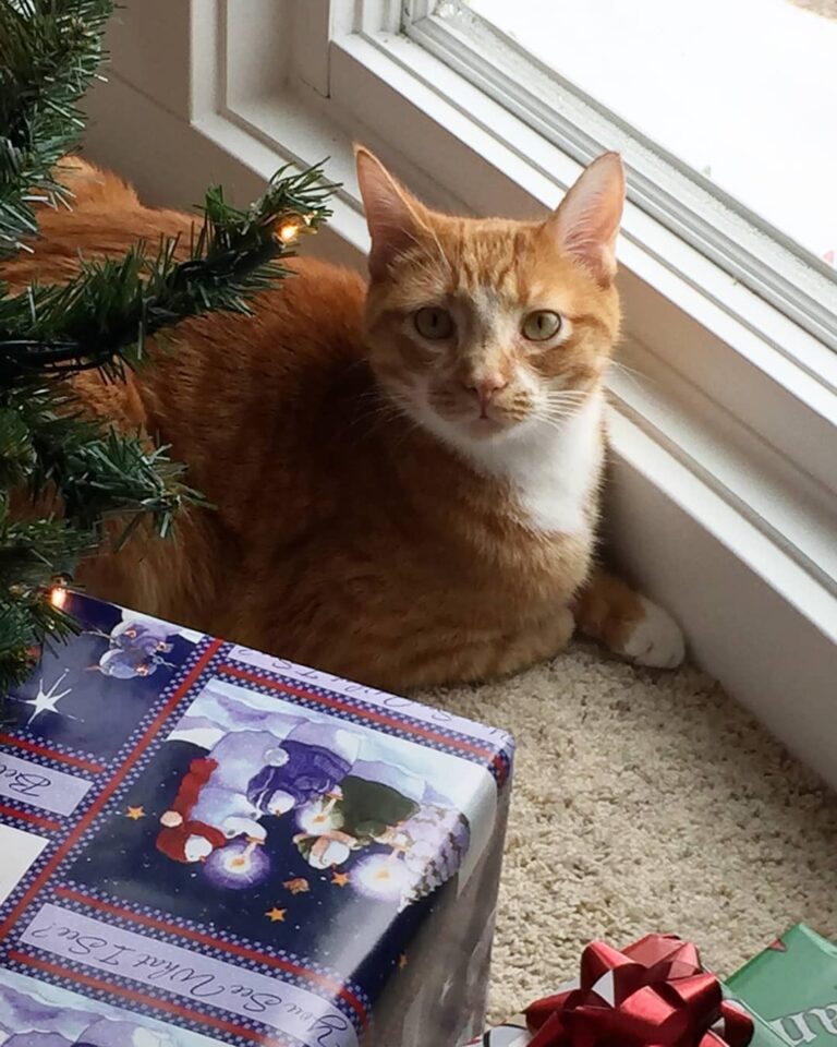 Christmas went by so fast meow! . . .