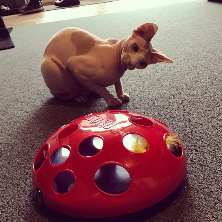 Confusing new toy