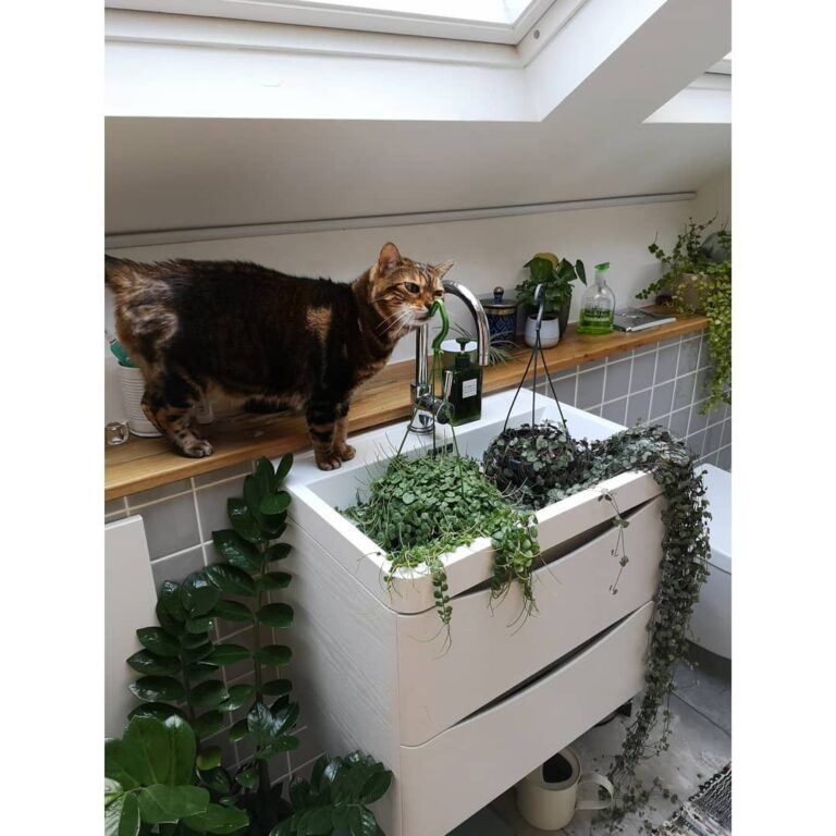 Confusion earlier today as the cat tried to work out why her local