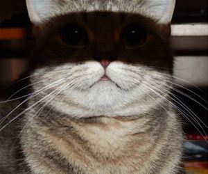 FunnyCatSite
