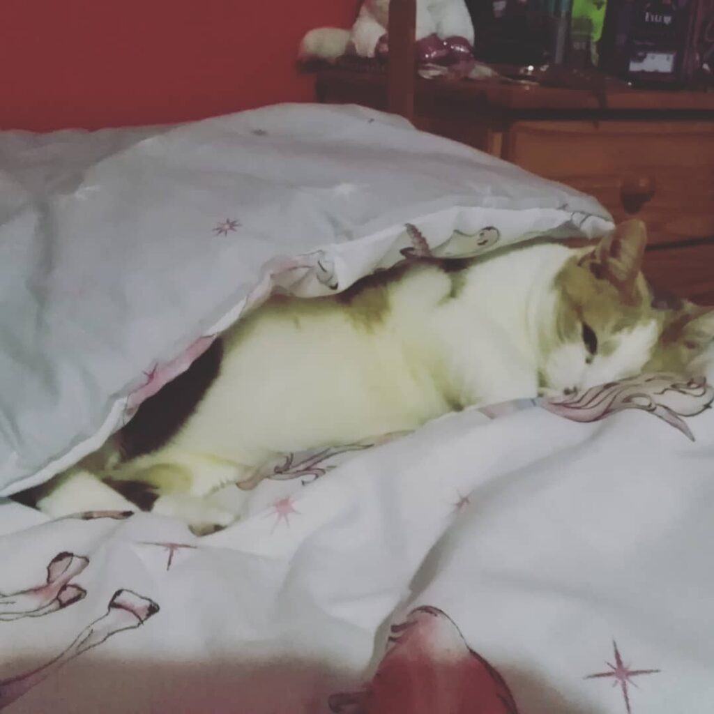 Cute sleepy Kitty keeping herself warm . . .