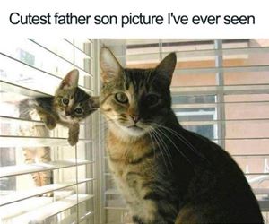 FunnyCatSite