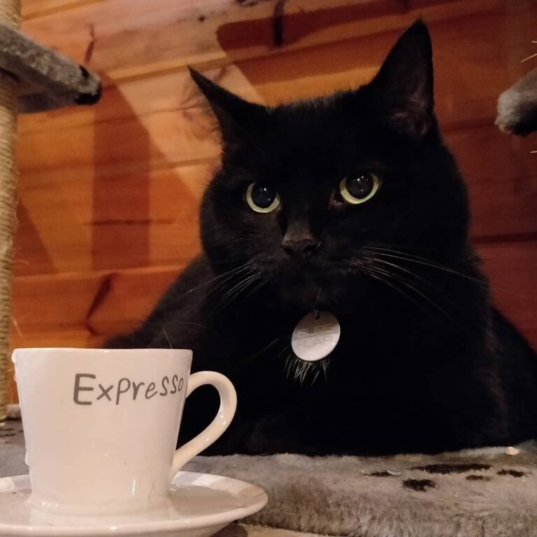 Darned humans, bothering me before I had my Espresso!
