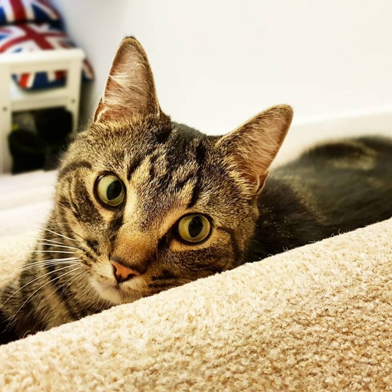 Day 818 (Oliver) I wasn’t ripping up the carpet, I swears! .
