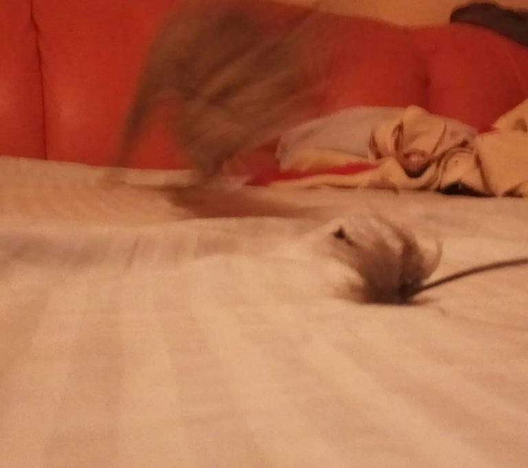 Dear , first lesson on #htrtw : become The Flash! It requires determination, focus and most important, something to chase. Practice till perfection! #siathecat #catswillruletheworld #dearcats #catsofinstagram #igcats #htrtw #toofasttocatch #catlover #inst