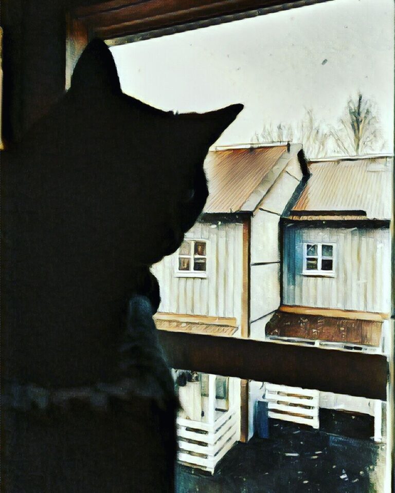 Cute Cat Moment