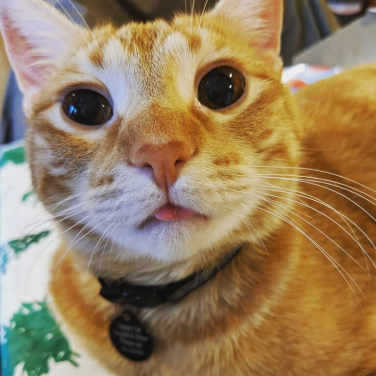 Derp cat of 2019