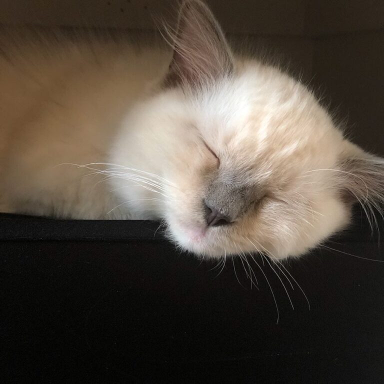 Even though he’s not allowed to, Milo loves to take naps on our