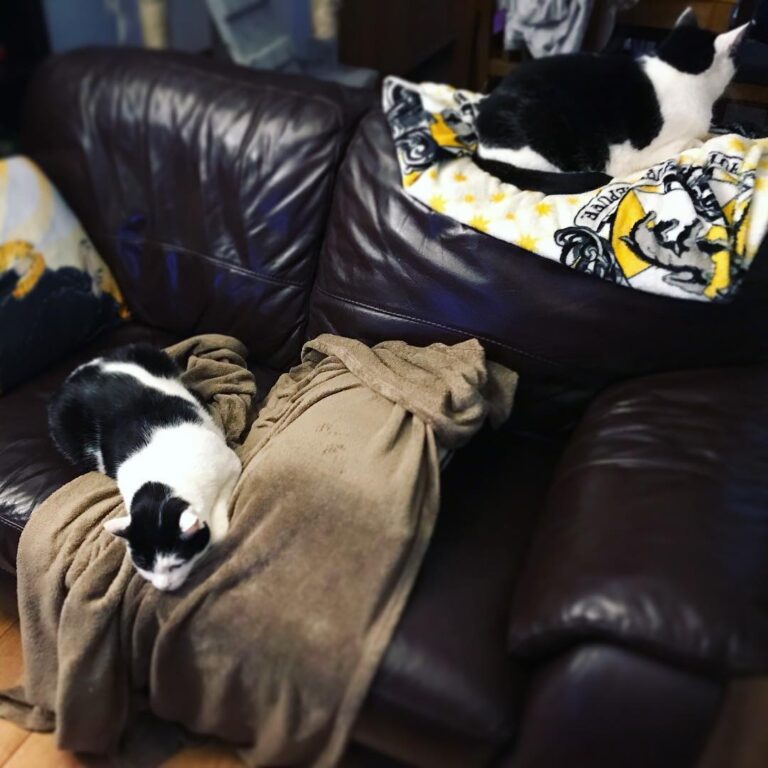 Evicted from the sofa . .